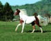 Paint horse
