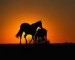 Koně při západu slunce