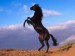 Kůň v poušti na zadních